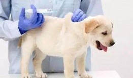 二驴和舒克最新爆料,揭秘娱乐圈幕后真相